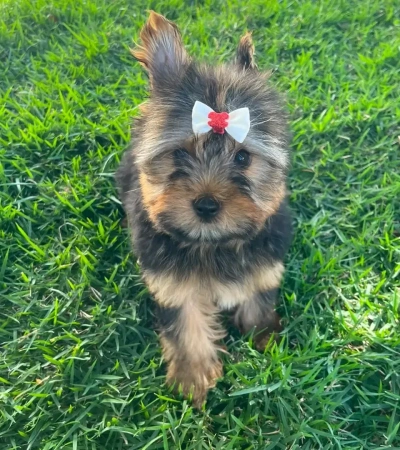 Linda mocinha de Yorkshire!