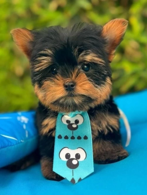 Yorkshire Terrier