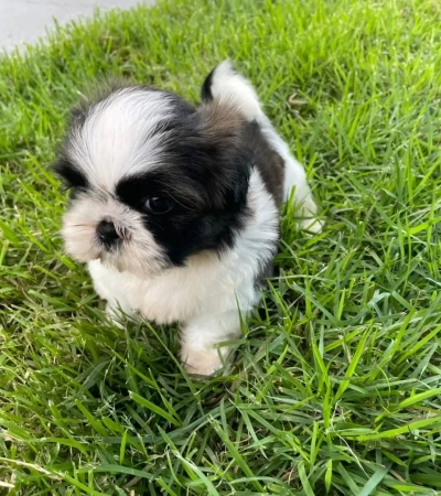 Linda Fêmea de Shihtzu DN: 03/01/2026