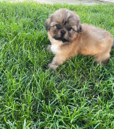 Lindo Shihtzu DN: 31/12/25