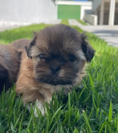 Lindos Filhotes de Shih-Tzu