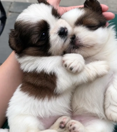Lindos bebezinhos de Shihtzu