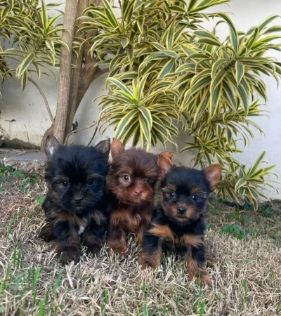 Lindos bebezinhos de yorkshire