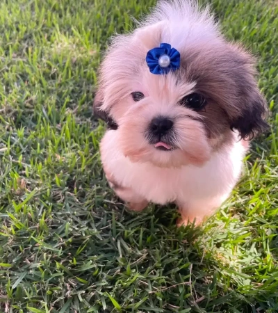 Shihtzu fêmea linda! Uma bonequinha!