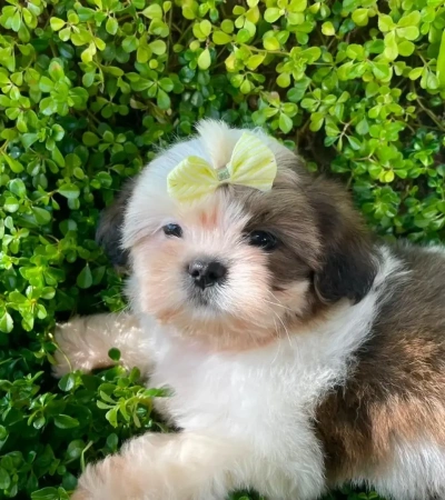 Linda Fêmea de Shihtzu