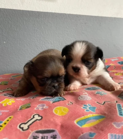 Lindos Shihtzu Disponíveis