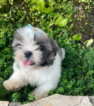 Linda Shihtzu