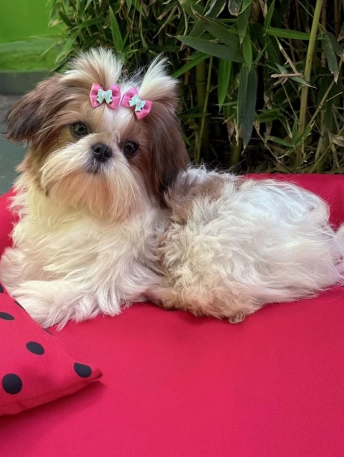 Shih Tzu